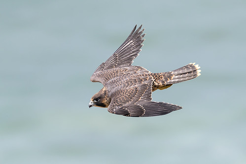 _31A4613 Juvie Peregrine in a dive, ocean background.