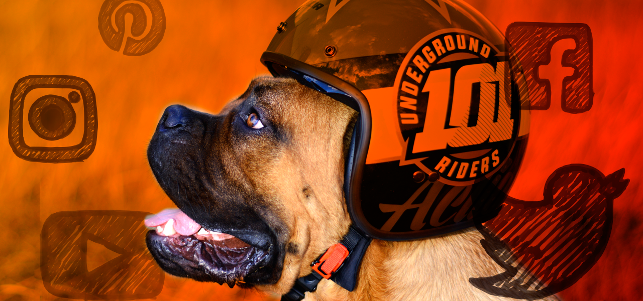 perro_con_casco_de_moto